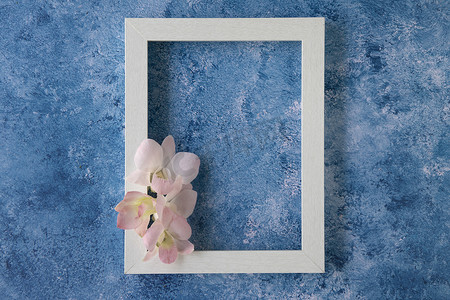 蓝色和白色背景上的热带兰花