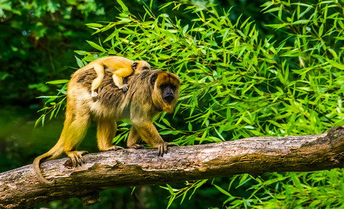 金金色卡摄影照片_一只金吼母猴和她的婴儿在树上的特写，来自美国的热带灵长类动物