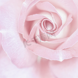 背景淡粉摄影照片_软焦点，抽象花卉背景，淡粉色玫瑰花。