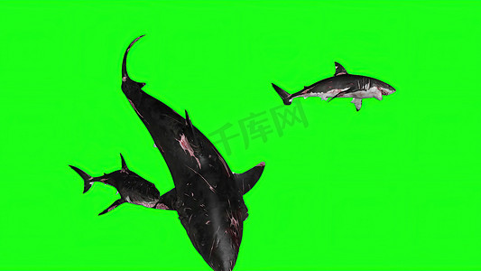 3d 插图-绿色背景上的鲨鱼