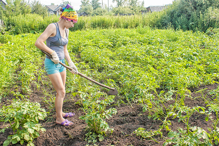 农业女孩摄影照片_年轻女子锄土豆除草