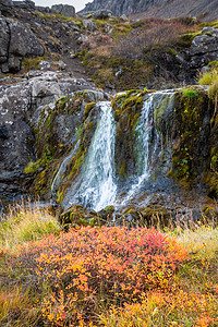 冰岛西峡湾 Göngummanafoss 和 Dynjandi 瀑布秋季红色灌木在小侧臂前