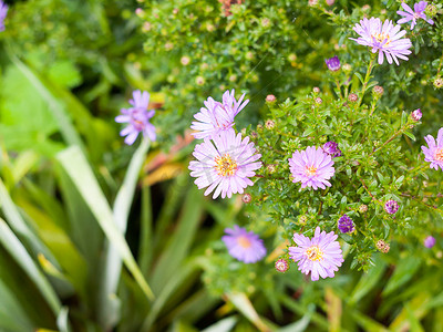 紫菀 amellus（意大利紫菀）花园中湿花瓣的特写