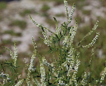 亦摄影照片_Melilotus albus，亦称蜂蜜三叶草、Bokhara三叶草(澳大利亚)、甜三叶草或者白色melilot，在夏季开花