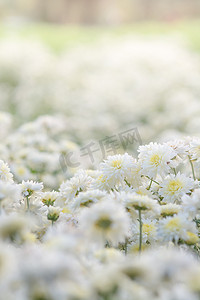 白菊花，花园里的菊花。