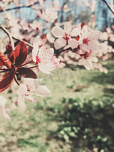苹果树花的复古背景，春天的花开花