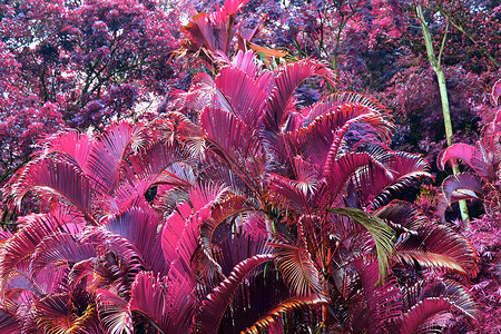 热带植物叶子的美丽红外特写镜头