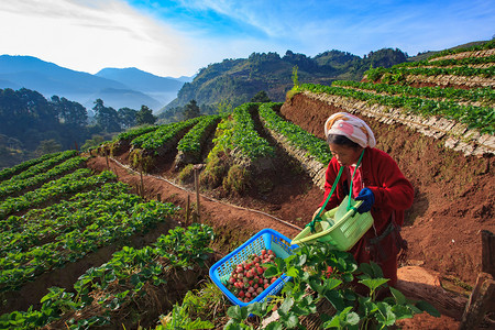 泰国清迈 — 1 月 11 日：草莓农民收获组织