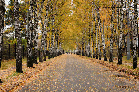 秋天公园里的远处小巷