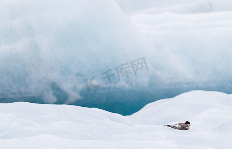 沙燕摄影照片_冰岛大型冰川湖杰古沙龙湖 (Jokulsarlon) 的鸟类栖息地
