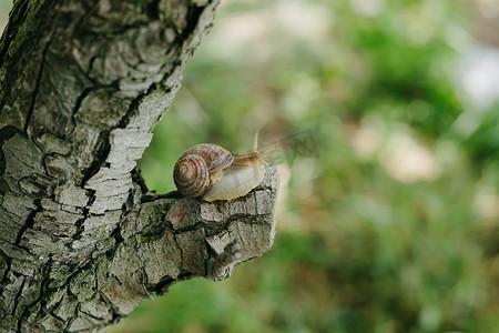 蜗牛坐在树上。