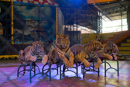 Siracha 动物园春武里府，泰国 2017 年 9 月：放下围的老虎