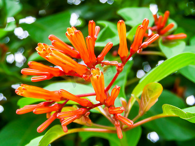 小号摄影照片_橙色小号、火焰花和绿色叶子在庭院里