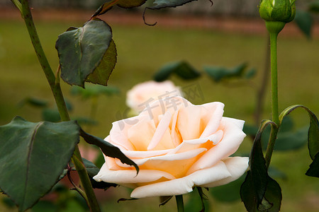 美丽的玫瑰色彩缤纷（花瓣、叶子、花蕾和开放的花朵）