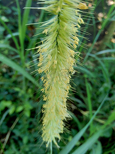 大菊摄影照片_关闭 Pennisetum purpureum（Cenchrus purpureus Schumach、Napier 草、大象草、乌干达草、kolonjono、suket gajah）与自然背景。