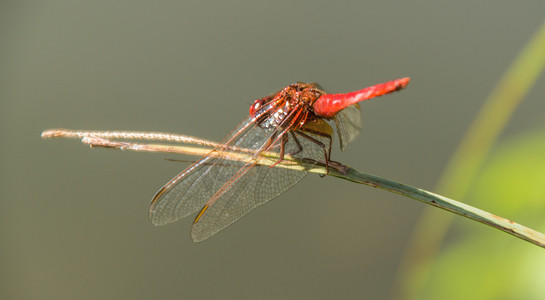 odonata, 蜻蜓, Isere, 法国
