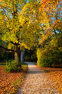 金秋十月，慕尼黑著名的休闲场所——Englishgarten。