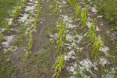 冰雹损坏的玉米田 — 风暴灾害