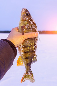 冬季冰钓，渔民在冰上捕捞鲈鱼。
