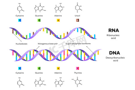 矢量，摄影照片_DNA 和 RNA 的分子结构。