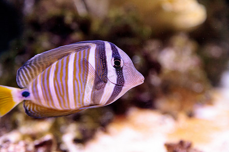 帆船大海摄影照片_斑马鱼 (Desjardini Sailfin tang)