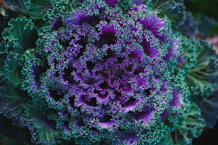紫绿色装饰卷心菜的顶视图，看起来像一朵大雕花