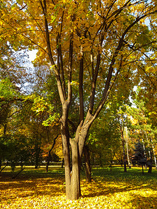 金色九月摄影照片_金色的秋天树木