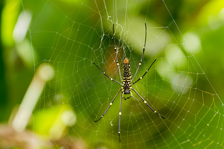 金球摄影照片_北金球织布工或巨型金球织布工 (Nephila pilipes)，腹侧。