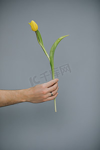 灰色背景下送黄色郁金香花束的男子手臂。