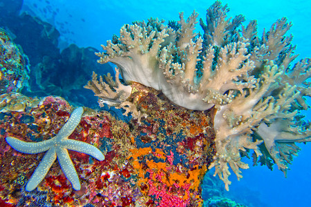 北海洋摄影照片_硬珊瑚，蓝海星，北苏拉威西蓝碧，印度尼西亚