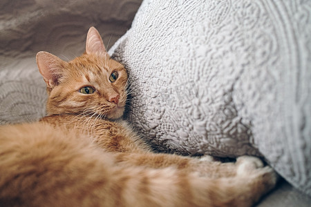 沙发猫摄影照片_红猫躺在灰色沙发上睡觉