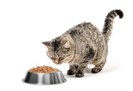 沮丧动物摄影照片_灰色杂种猫和一碗干粮