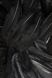 黑羽毛抽象背景纹理深色现代设计，鸟翼的和平