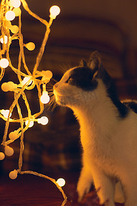 新年淘宝天猫摄影照片_圣诞节和新年猫宠物