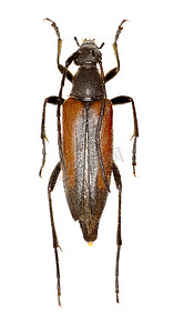 白色背景上的黑色条纹花长角甲虫 - Stenurella melanura (Linnaeus 1758)