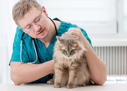 兽医在兽医办公室定期检查猫