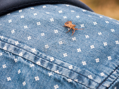 可爱的棕色码头甲虫停在衬衫肩上