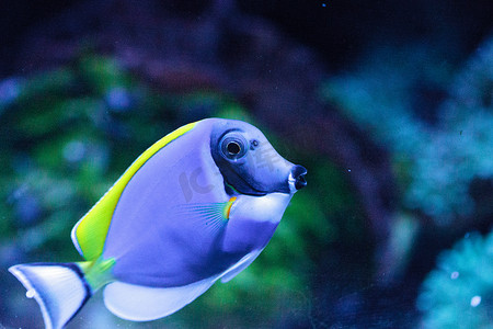 粉蓝唐鱼 Acanthurus leucosternon