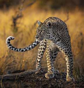 祈福之旅摄影照片_南非巴卢莱野生动物图片