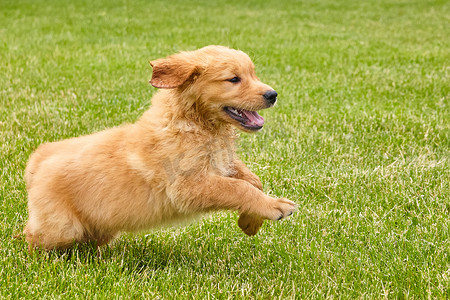 兴奋而精力充沛的金毛小狗跑过草地