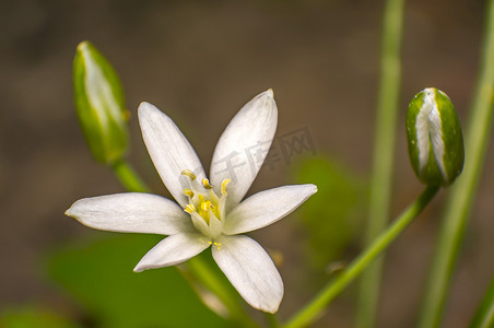 马蹄爆珠摄影照片_绿色季节花园中的白色花朵