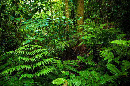热带雨林树叶摄影照片_热带雨林景观