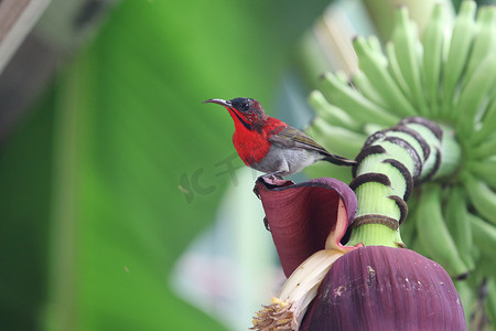 深红色的太阳鸟小美丽的鸟在野生动物中色彩缤纷