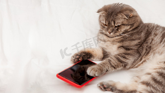 购物app摄影照片_小猫可爱与手机或智能手机购物 O