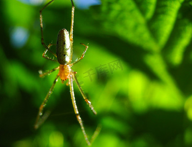 结网蜘蛛摄影照片_一只长着长腿和毛发的蜘蛛在热带地区结网等待猎物。