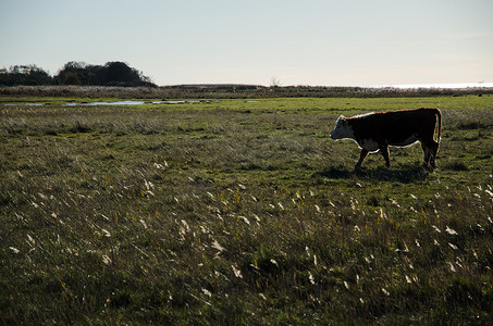背光的人摄影照片_湿地里的背光牛