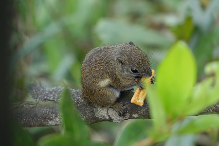 晴天沙巴神山松鼠吃饼干动物世界摄影图