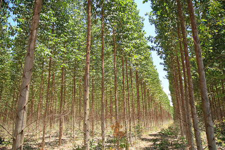 巴伊亚州的桉树种植园