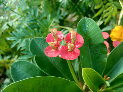 特写大戟（荆棘冠冕，基督植物，基督刺，Corona de Cristo，coroa de cristo）与自然背景。