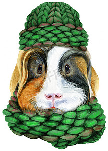 冬天水彩摄影照片_白色背景中戴着针织帽子和围巾的 Sheltie 豚鼠的水彩肖像